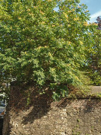 Fotos Burgmauer mit Busch