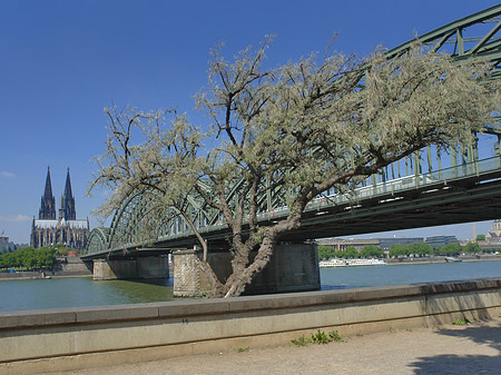 Hohenzollernbrücke am Kölner Dom Fotos
