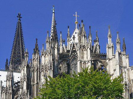 Kölner Dom mit Baum
