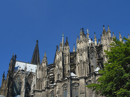 Fotos Kölner Dom mit Baum | Köln